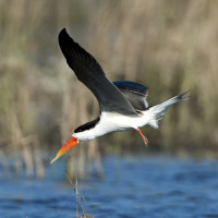 African Skimmer